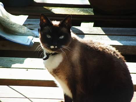 Siameser Kisser billede 3