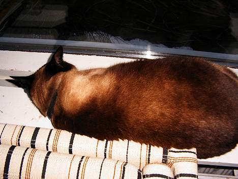 Siameser Kisser billede 4