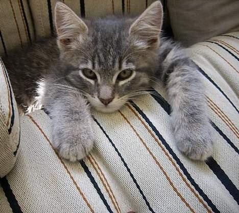 Huskat Mille billede 1