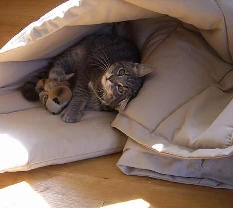 Huskat Mille billede 2