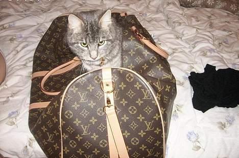 Huskat Mille billede 3