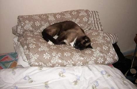 Siameser Kisser - da kisser var syg :( billede 5