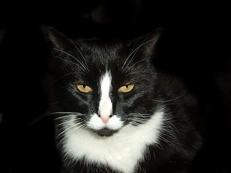 Blanding af racer Allan billede 1