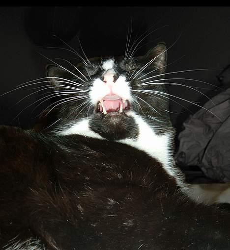 Blanding af racer Allan - Gaaaaaabb billede 2