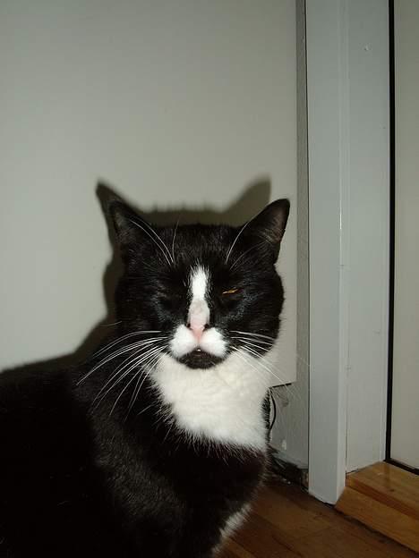 Blanding af racer Allan - Jeg tænkte på om du ville være sød at lægge lidt mad i min skål....*søde! billede 3