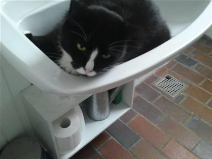 Blanding af racer Allan - mja...hvis man ikke kan finde andre steder, kan man da sove i håndvasken! billede 4