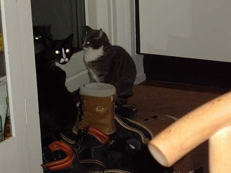 Blanding af racer Allan - HVA´ jeg har ikke gjort noget!! JEG SVÆRGER! billede 5