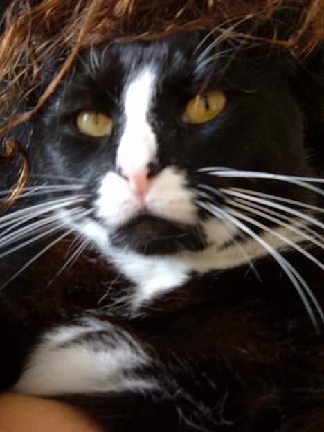 Blanding af racer Allan - Krammedyr - ha! Jeg har slået to mosegrise ihjel idag .... for sjov! billede 6