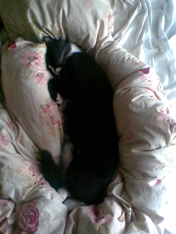 Blanding af racer Allan - ...zzz... billede 7