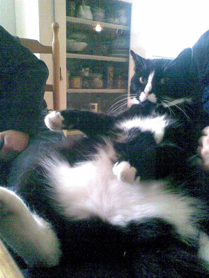 Blanding af racer Allan - Klø mig på maven! billede 8