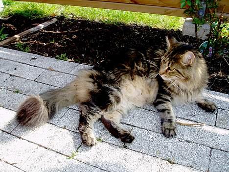 Maine Coon Ludvig.  R.I.P. billede 11