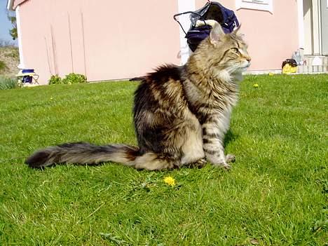 Maine Coon Ludvig.  R.I.P. billede 12