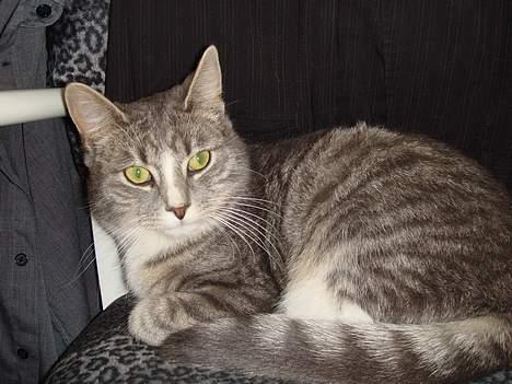 Huskat  * (¯`'BETTE MIS'´¯) * - Velkommen til min side  billede 1