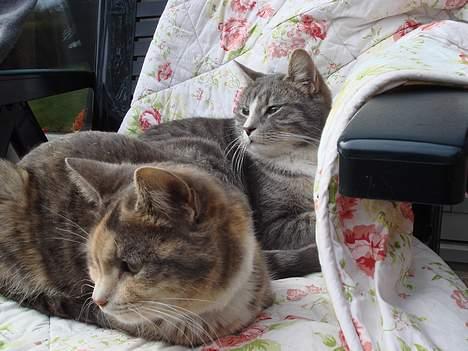 Huskat  * (¯`'BETTE MIS'´¯) * - Her er mig og min storesøster Raja billede 2