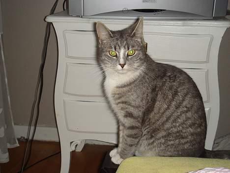 Huskat  * (¯`'BETTE MIS'´¯) * - Kong Bette Mis billede 3