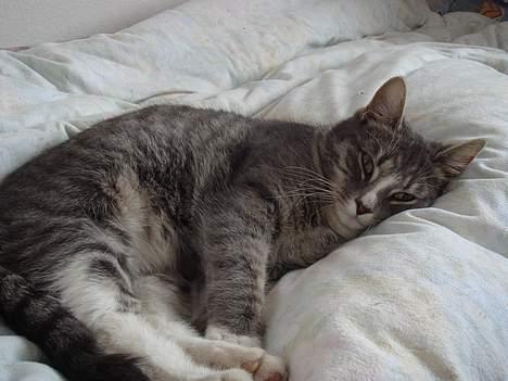 Huskat  * (¯`'BETTE MIS'´¯) * - Her ligger man jo godt, på fars seng billede 4