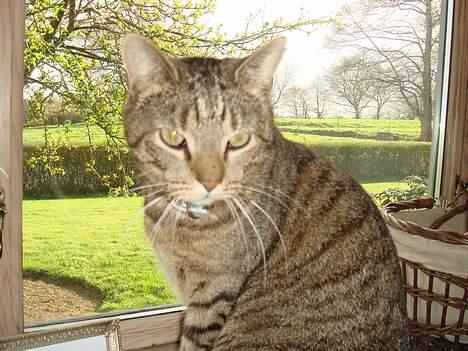 Huskat  * (¯`'PJÆVS'´¯) * billede 19