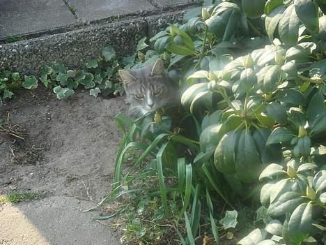 Huskat  * (¯`'BETTE MIS'´¯) * - Find Holger billede 5