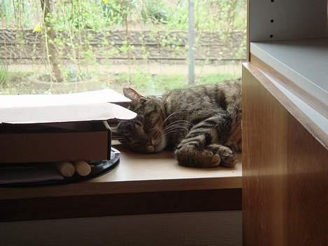 Huskat  * (¯`'PJÆVS'´¯) * billede 20