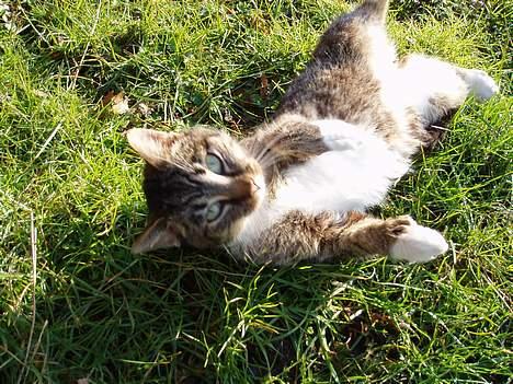 Huskat Muddi *R.I.P* billede 3