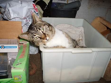 Huskat Muddi *R.I.P* billede 4