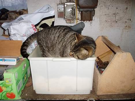 Huskat Muddi *R.I.P* billede 5