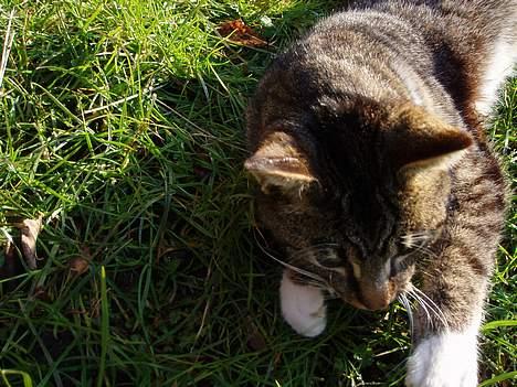 Huskat Muddi *R.I.P* billede 6