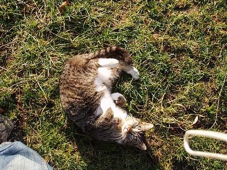 Huskat Muddi *R.I.P* billede 7