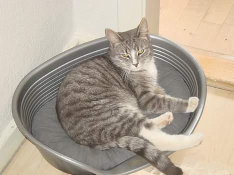 Huskat  * (¯`'BETTE MIS'´¯) * - He he... Jeg har taget Rauls kurv. billede 6