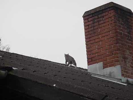 Huskat  * (¯`'BETTE MIS'´¯) * - Missekat på tagryg billede 7