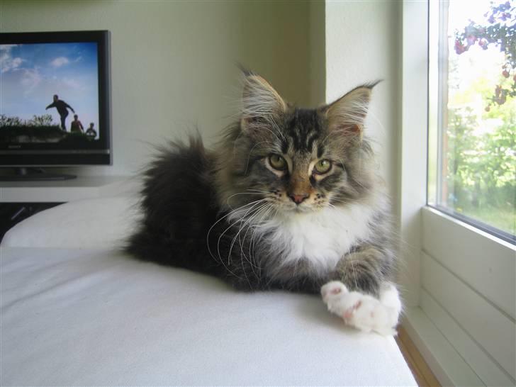 Maine Coon Enzo  billede 1