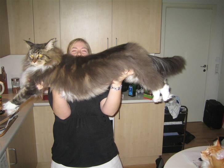 Maine Coon Enzo  billede 2