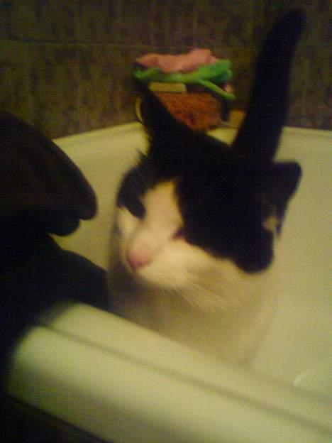 Blanding af racer Rosa FR <3 - Rosa i vores badekar d: billede 7