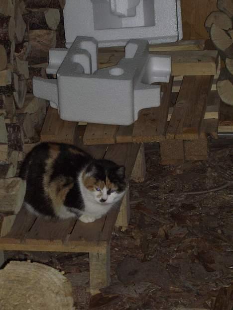 Blanding af racer Katten i haven (Missemor) - marts 2007 billede 1