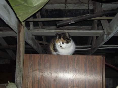 Blanding af racer Katten i haven (Missemor) - marts 2007 billede 2