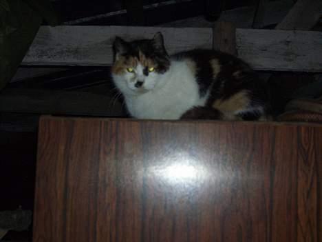 Blanding af racer Katten i haven (Missemor) - marts 2007 billede 3