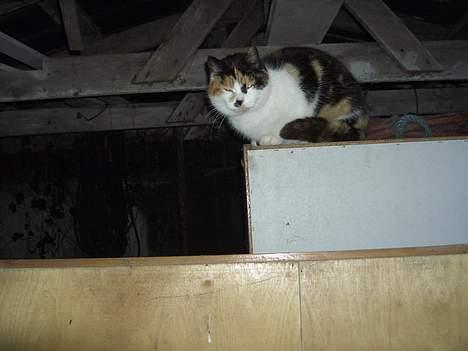 Blanding af racer Katten i haven (Missemor) - marts 2007 billede 4