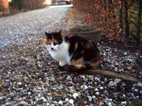 Blanding af racer Katten i haven (Missemor) - marts 2007 billede 5