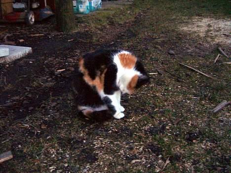Blanding af racer Katten i haven (Missemor) - marts 2007 billede 6