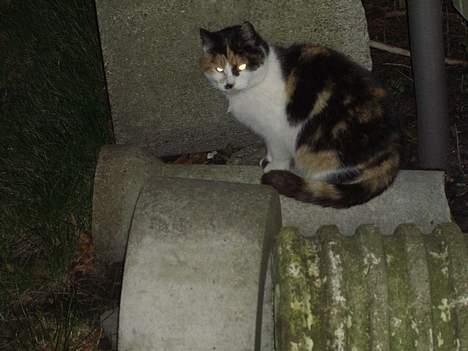 Blanding af racer Katten i haven (Missemor) - marts 2007 billede 8