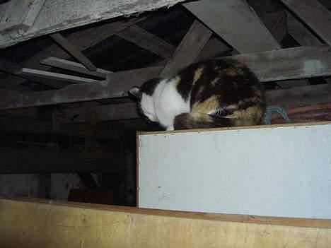 Blanding af racer Katten i haven (Missemor) - marts 2007 billede 9