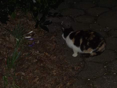 Blanding af racer Katten i haven (Missemor) - marts 2007 billede 10