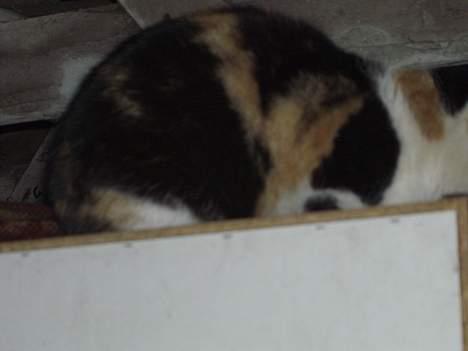 Blanding af racer Katten i haven (Missemor) - marts 2007 billede 11