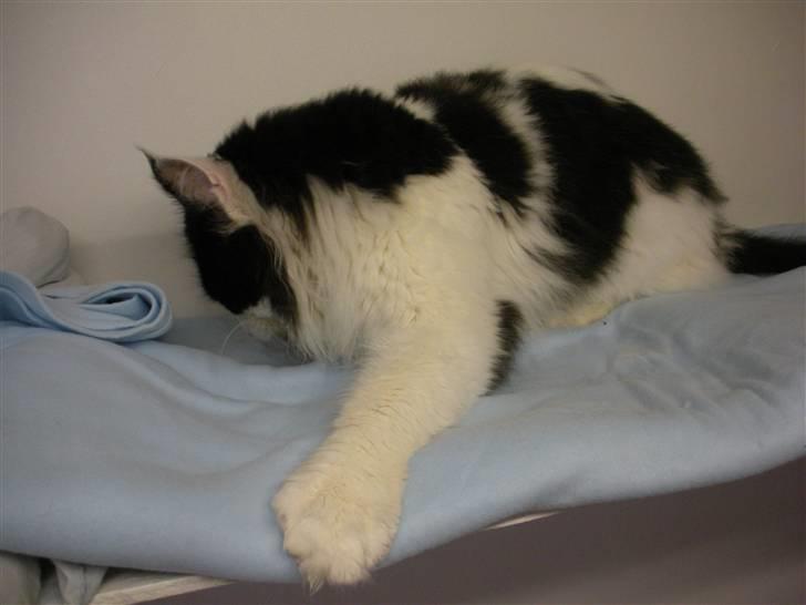 Maine Coon Løvehulen's Bandit - 3-9-09 billede 18