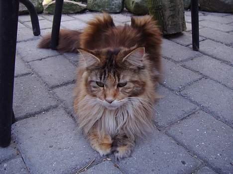 Maine Coon Rushcutter's Jelly Jewel billede 13