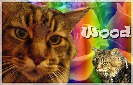Maine Coon Savincoon Woodstock  - Lavet af . ~¤ Love Buddi og Lille ¤~ . billede 19