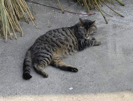 Huskat Stribe - 27-4-07 billede 10