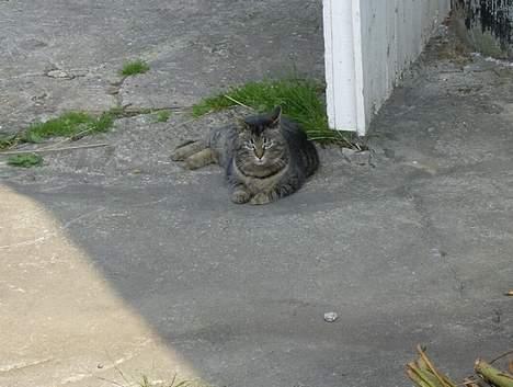 Huskat Stribe - 27-4-07 billede 11