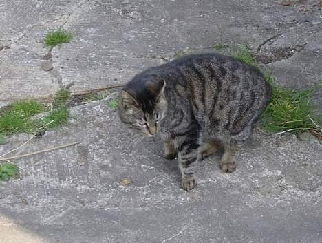 Huskat Stribe - 27-4-07 billede 12