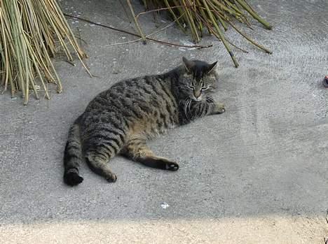 Huskat Stribe - 27-4-07 billede 13